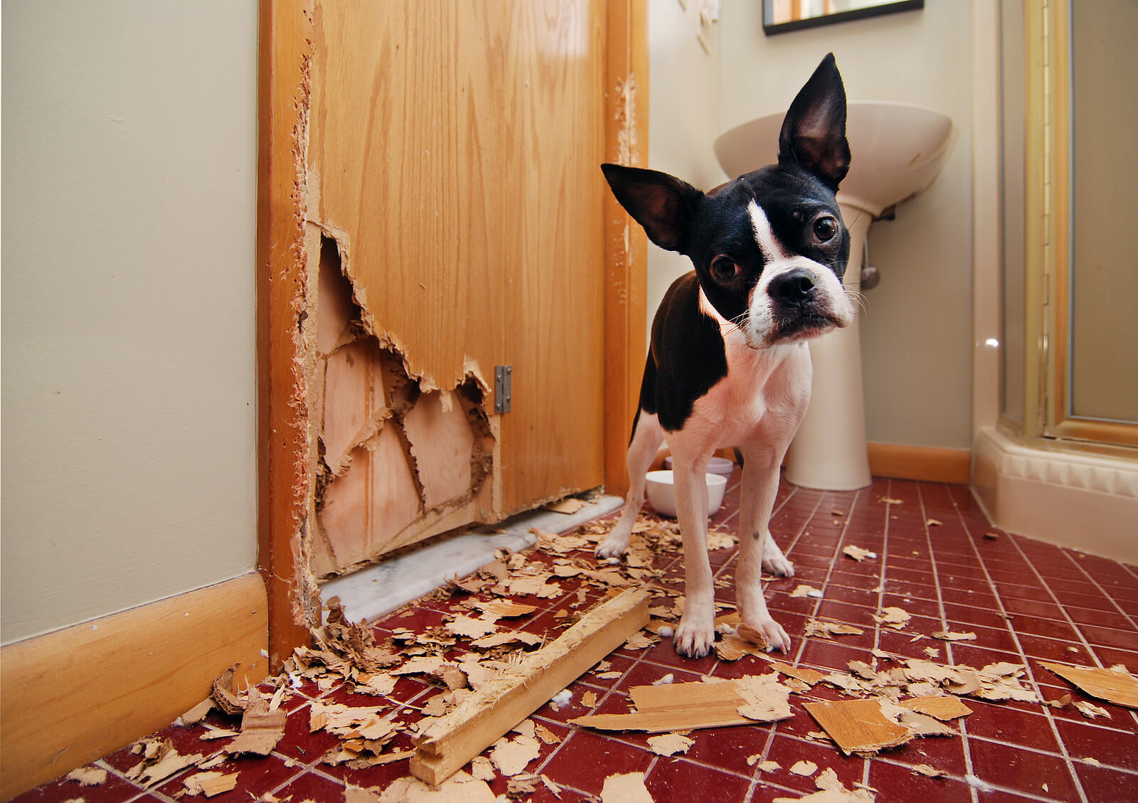 How to Address Property Damage from Pets in Your Orlando Rental Units